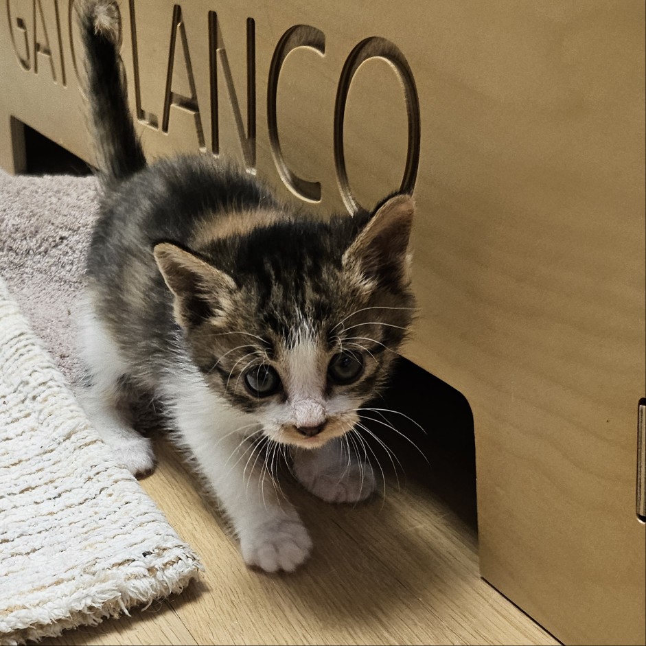 보호중 한국 고양이…